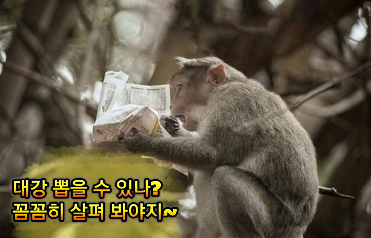 원숭이의 선택